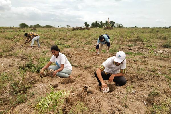 Tree Plantation Drive in Pune